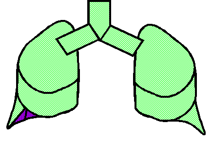 Human Lung 1/6 used
